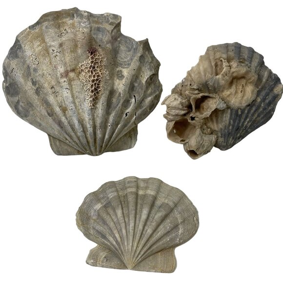 3 Large Fossil Scallop Shell Pliocene Epoch Virginia Chesapecten Jeffersoni Lot